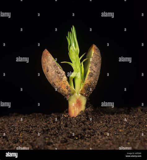 Germination de semences d arachide de grandes réserves de nourriture