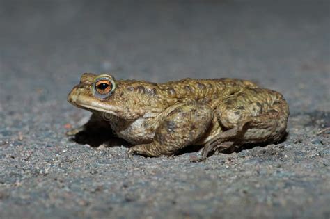 Bufo Comum Do Bufo Do Sapo Foto De Stock Imagem De Semistente