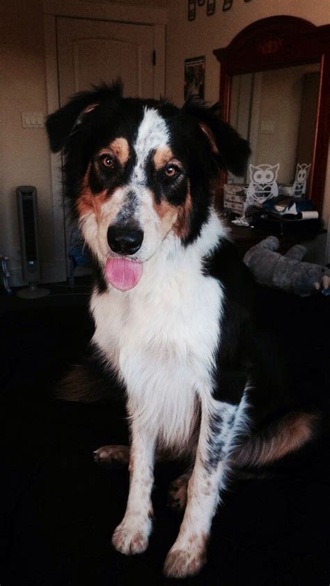 Chester My Border Collieaustralian Cattle Dog Mix Great Mutt