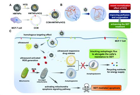 Schematic Of The Cancer Cell Membrane Biomimetic Nanoplatform A