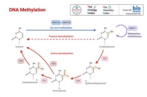 Methylation Sequencing Principle Methods Steps Uses Diagram