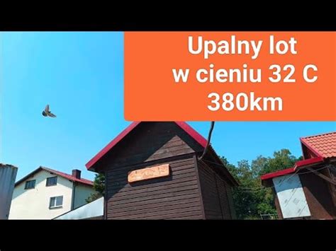 Lot z 380 km w upał 32 C i ponad 5h czekania na pierwszego gołębia a