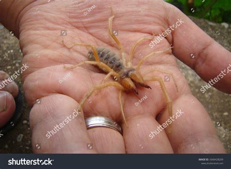 6146 Spider Scorpion Images Stock Photos And Vectors Shutterstock