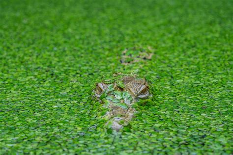 New Guinea Crocodile (Crocodylus Novaeguineae) in a Pond Full of Algae ...