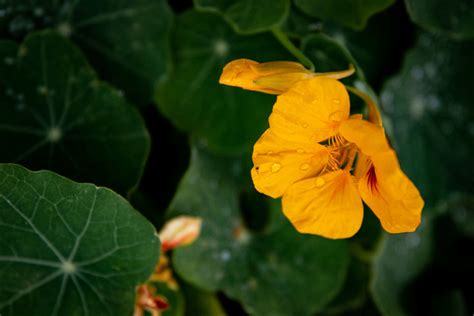 Complete Guide To Growing Nasturtium In Perth Ephas