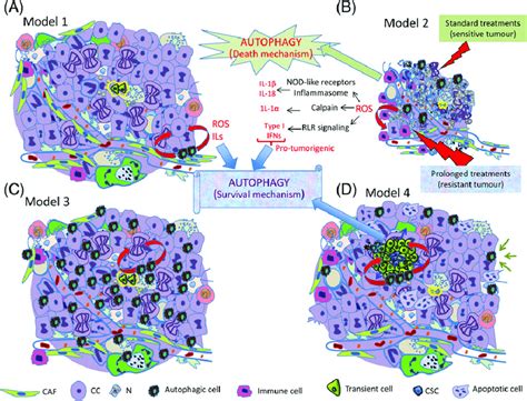 Autophagy As A Double Edged Sword In Cancer A Model 1 The Tumour