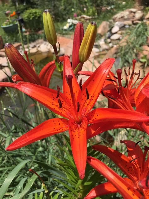 Tiger Lily Tiger Lily Flower Power Lily