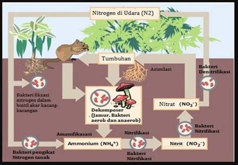 Perhatikan Gambar Siklus Nitrogen Di Bawah Ini Berdasarkan Gambar