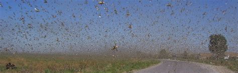 What You Need to Know About Locust Swarms