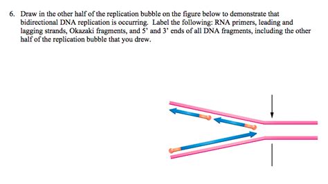 Solved 6. Draw in the other half of the replication bubble | Chegg.com 
