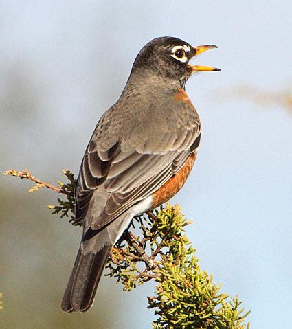 Bird Picture Identification Flashcards Quizlet