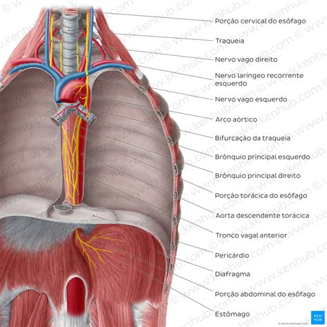 Onde Fica Localizado O Esôfago - Onde Fica O Esôfago : Esôfago: anatomia, função – ZRYT