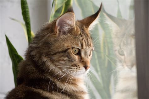 Retrato De Um Gatinho Maine Coon Sentado Em Um Peitoril Da Janela