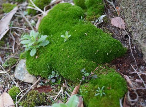 Scleranthus Uniflorus New Zealand Moss Ferri Seeds