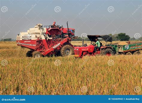 Rice Cutting Machine And Tractor In The Paddy Field Editorial