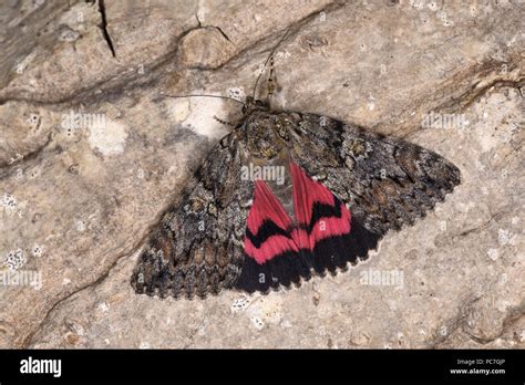 Dark Crimson Underwing Moth Catocala Sponsa Adult On Tree Trunk With