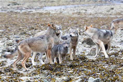 Sea Wolves — Nicolas Dory Yukon And Beyond Wildlife Photography