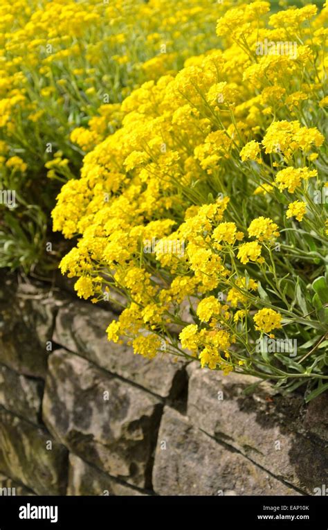 Golden Alyssum Aurinia Saxatilis Syn Alyssum Saxatile Stock Photo Alamy