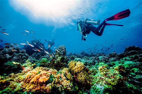 Scuba Diving Grenada Best Spots What To Expect Sandals