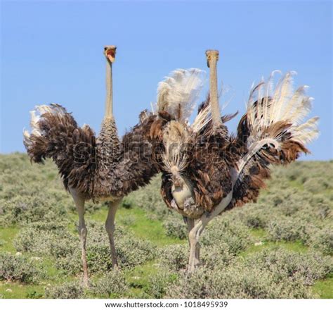 Ostrich Females Fighting Stock Photo 1018495939 Shutterstock