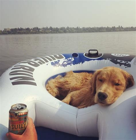 Just 21 Dogs Doin Themselves A Pool Float Cuteness