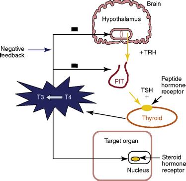 Thyroid Physiology And Thyroid Function Testing Ento Key