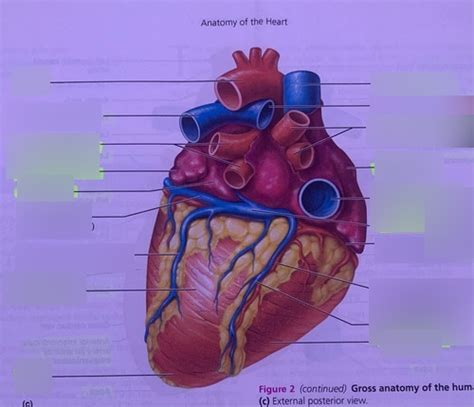 Bi Lab Posterior Heart Diagram Quizlet