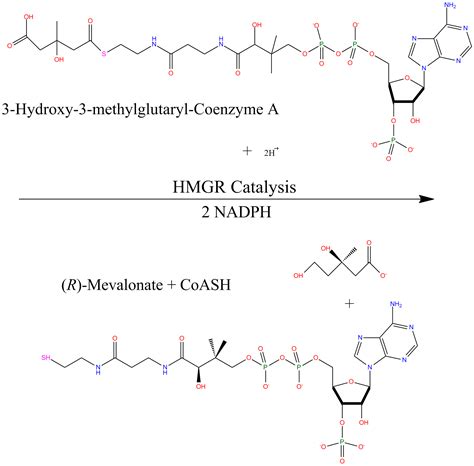 Figure The Reaction Catalyzed By Human Hmg Coa Reductase