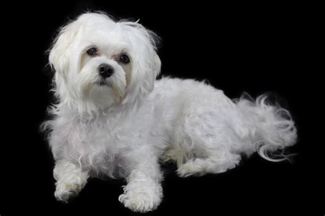 Maltese Portrait Black Background Photober Free Photos Free Images