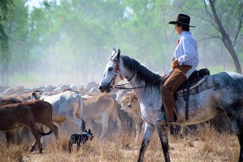 Mustering In The Outback Outback Australia Australia Horse Love