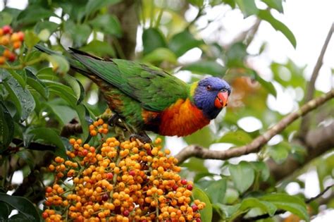 Parrot eating fruit Stock Photo free download