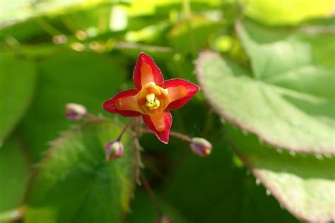 Barrenwort (Epimedium alpinum) - growing guides