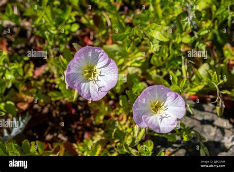 Mexican Primrose Oenothera Speciosa Also Known As Showy Evening