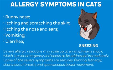 Benadryl for Cats: How Much and How Often? – Innovet Pet