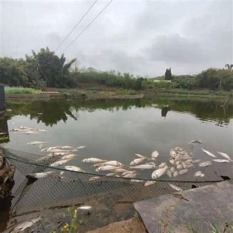 亏大了！自贡一鱼塘上万斤鱼一夜死亡！原因竟是卖家责任杀虫剂