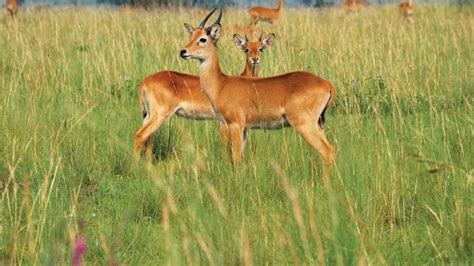 reedbuck | mammal | Britannica