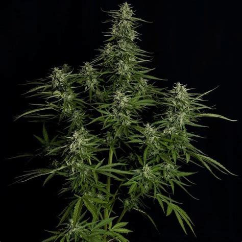 Titan F Auto Royal Queen Seeds Zamnesia Usa