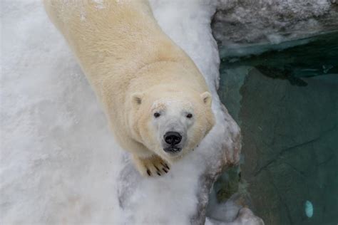 Captive Polar Bears Henry Bear Conservation