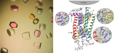 Protein Crystallography Creative Biostructure