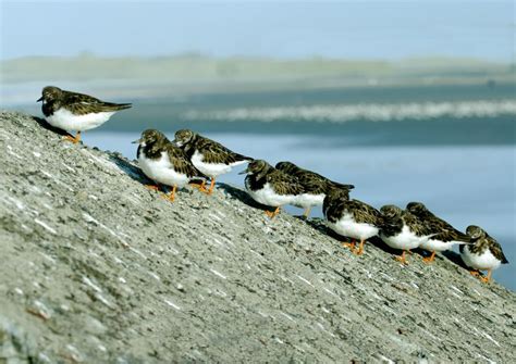 Turnstone Arenaria Interpres Linnaeus