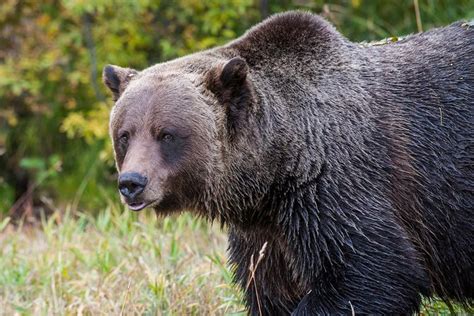 Discover Canada's Grizzly Bears from Banff