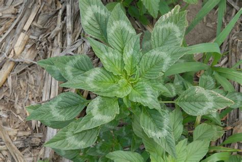 Status Of Herbicide Resistant Weeds In Nebraska Cropwatch University Of Nebraska Lincoln