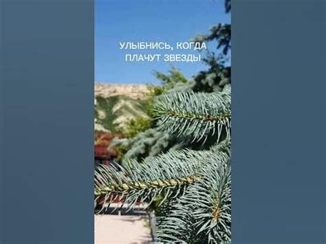 Улыбнись, когда плачут звезды 🌟Автор Галась Ольга.2023 #стихи # ...