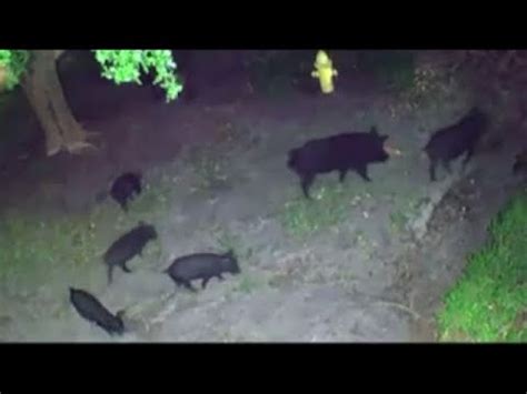 Wild Hogs Caught On Camera Destroying Estero Yard Youtube