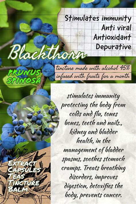 Blackthorn Notebook Herbalist Illustration Photograph By Ana Naturist