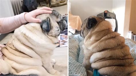 Chubby Pug Has Rolls Youtube