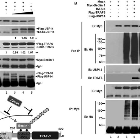 Ubiquitin Specific Protease Usp Inhibits Ubiquitination Of