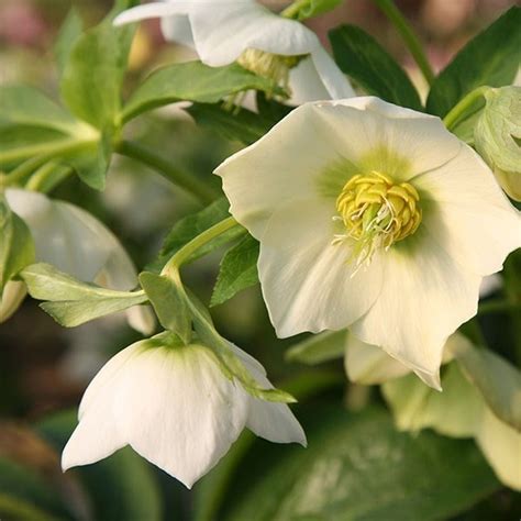 Buy Lenten Rose Hellebore Helleborus Hybridus Harvington White 17