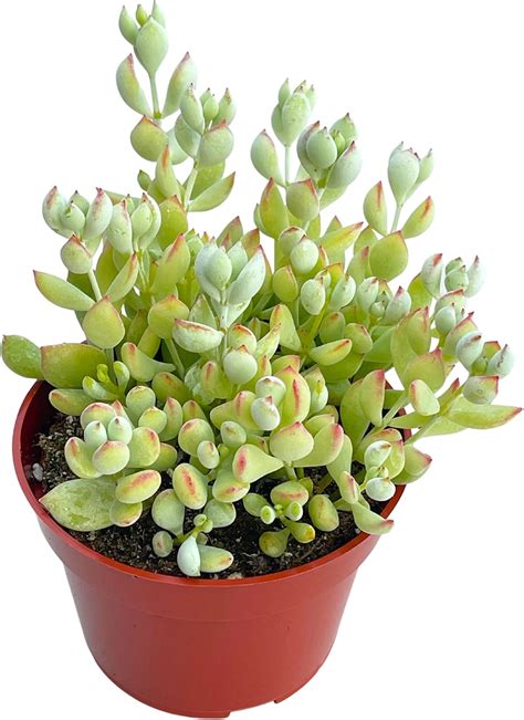 Amazon Live Succulent 4 Cotyledon Pendens Cliff Hanger