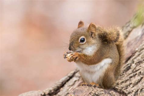 Los Animales Más Inteligentes Del Mundo